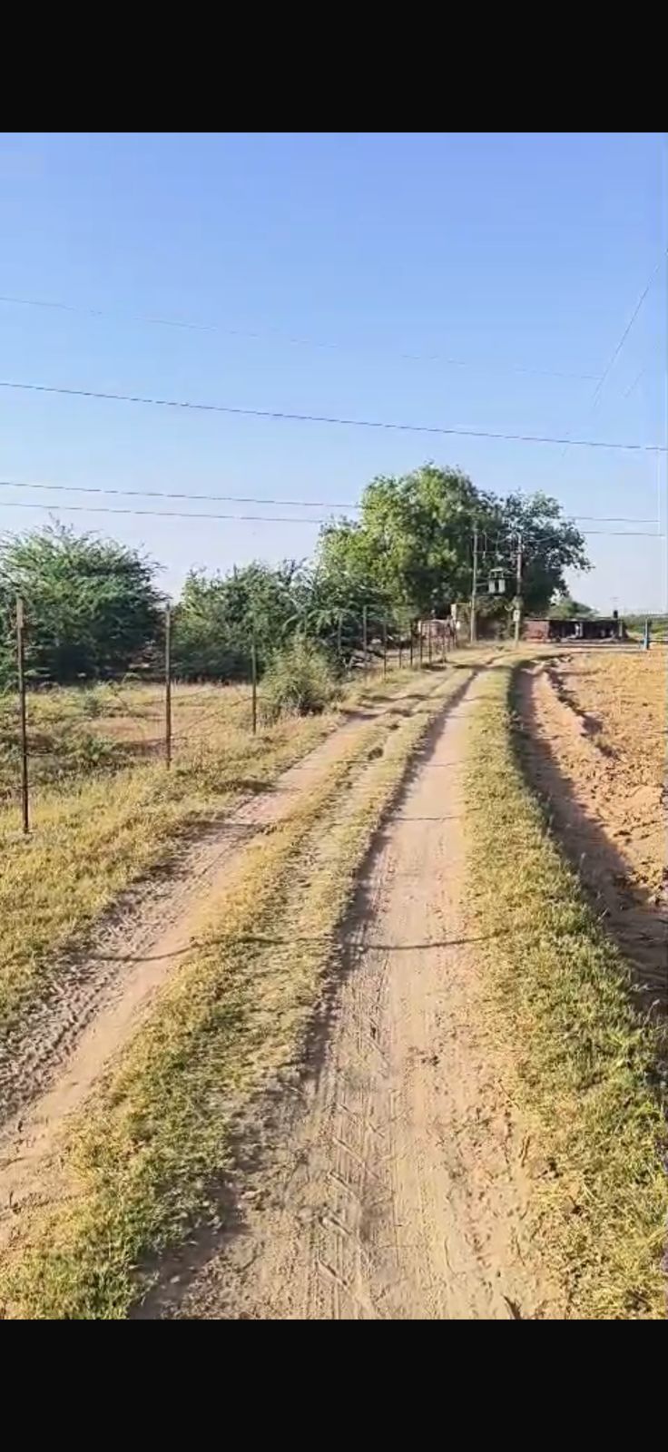 Agriculture in BORISANA, MEHSANA in Borisana